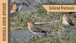 The Collared Pratincole Glareola pratincola [upl. by Justina732]