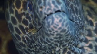 A Trust Beyond Words Moray Eel’s Unlikely Cleaning Crew [upl. by Derk]