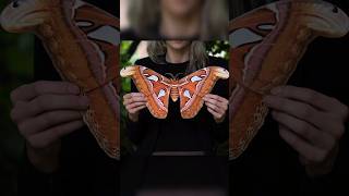 Atlas Moth Butterfly [upl. by Shabbir]