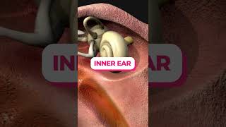 Middle and Inner Ear ear biology medical anatomy [upl. by Einiffit]