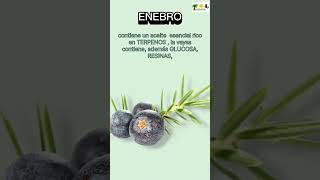 🌿Propiedades medicinales del Enebro [upl. by Holmann]