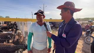 Feira de bode e porcos em senador Rui palmeira AL  01  10  2024 nordeste [upl. by Feriga]