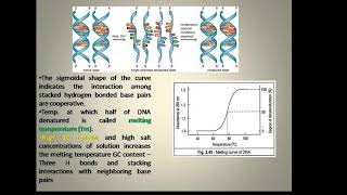 Denaturation and renaturation of DNA [upl. by Irehs]