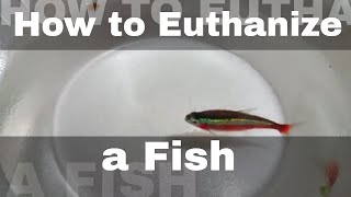 How to Euthanize a fish Humanely NOT for the Faint of Heart [upl. by Lyret883]