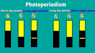 Photoperiodism [upl. by Aitahs]