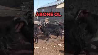 Besili keçi keçi goat turkey öneçıkar farm shorts keşfet türkiye osmaniye hayvanpazari [upl. by Analiese]