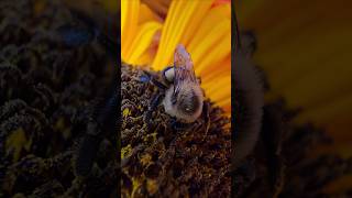 Bee collecting pollen [upl. by Ahseem]