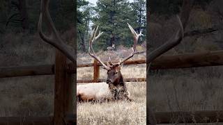 Framed A one antlered mule deer framed between the antlers of Peanut the elk [upl. by Leorsiy747]