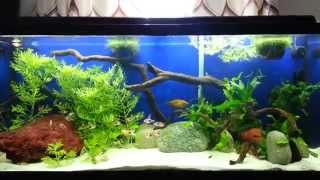 55 gallon planted community old goldfish tank [upl. by Nnanerak666]