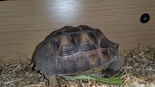 sulcata tortoise indoor update UK [upl. by Lucienne]