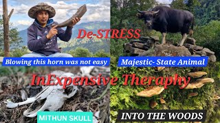 A WALK INTO THE WILDERNESS MITHUN STATE ANIMAL OF NAGALAND NORTHEAST INDIA ASMR nature mithun [upl. by Trask]