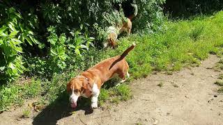 Basset Hounds hunt rabbits [upl. by Rehpitsirhc397]