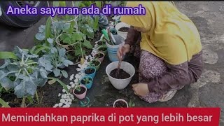 cara berkebun di rumah dengan sistem organik Alhamdulillah Masya Allah bisa di nikmati setiap hari [upl. by Edasalof372]