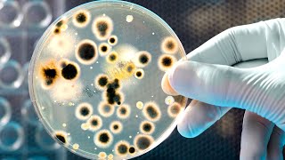 Microbiology Harmful And Useful Microbes [upl. by Edison79]