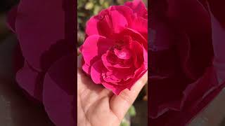 Rose plant loveforgreengarden plants garden gardenbeauty flowers gardeningpassion [upl. by Akcir]