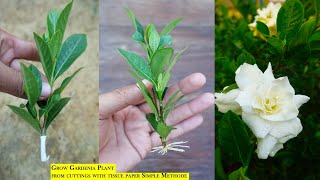 How to Propagate Gardenia plant from cuttings  Gardenia propagation [upl. by Dodson]