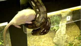 Adult Super Dwarf Retic Feeding Response [upl. by Gascony]