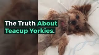 The Truth About Teacup Yorkies [upl. by Alakam849]