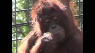 Ruthie the Orangutan 2013 [upl. by Lalittah318]