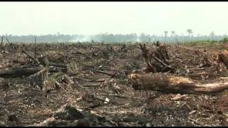 Fonterra implicated in rainforest destruction [upl. by Aliet]