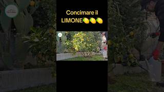 Come Concimare i limoni [upl. by Abdella]