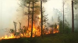 Siberia nella morsa degli incendi I residenti quotStiamo soffocandoquot [upl. by Gav551]