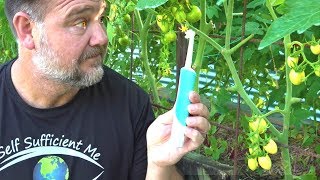 Toothbrush Tomato Trick to Get Better Fruit Set amp Flower Pollination [upl. by Htebsil]