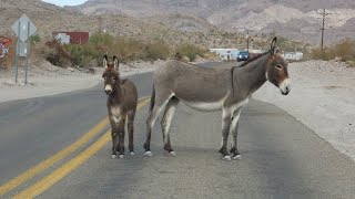 Oatman AZ 2024 [upl. by Haerr]