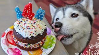 How to Make a Mint Carob Birthday Cake for Dogs 🍰 DIY Dog Treats [upl. by Einahpets457]