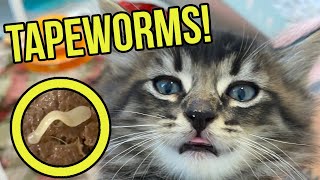 Ew These Kittens Have Tapeworms in their Poop Learn how to identify and treat tapeworms [upl. by Carrew]