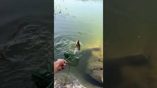 Fishing in Pakistan 🐠 Big fish 🐟 dinking leatt dymola dyne todler dalprop dorco [upl. by Sammer]