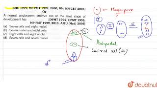 Mature Polyganum type embryo sac has got or A normal angiosperm embryo sac at the final [upl. by Nessy]