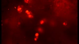 Playing with AO fluorescence [upl. by Janek]