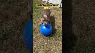 XL AMERICAN BULLY WORKOUT‼️ 🏋️‍♀️ 🐶😮🤯 [upl. by Malvino687]