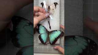 Butterfly pinning 🦋 trending insectdiversity trendingshorts butterfly [upl. by Ahsirahc798]