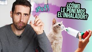 ¿Cómo usar bien la mascarilla en gatos asmáticos [upl. by Grand393]