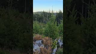 Young Evergreen Trees oregon forest nature [upl. by Anemaj465]