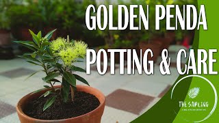 GOLDEN PENDA PLANT POTTING amp CARE  FIRST LOVE OR XANTHOSTEMON PLANT REPOTTING  Ease Tips [upl. by Hsaka]