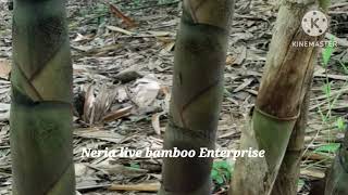 Dendrocalamus Sinicus Neria live bamboo plants neriabamboo farmfarming 7002791693 [upl. by Gabie]