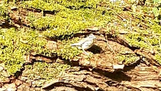 Baby Grey Wagtail  Bergeronnette des ruisseaux [upl. by Einnij]