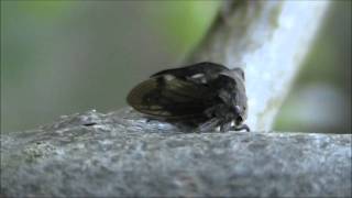 Dornzikade  Centrotus cornutus Membracidae  Treehopper [upl. by Virgy]