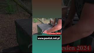 Buckfast httpwwwpawluknetpl beekeeping pszczelarstwo viralvideo mellifera flowers [upl. by Cormack]