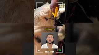 Cuerno de vaca 🐮🥳lasmascotasdeadri vacas animales historiareal [upl. by Town]