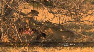 Desperate lions kill elephant calf [upl. by Ecirahc]