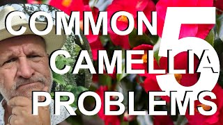 Common Camellia Problems and Treatment and Recovery [upl. by Jones]