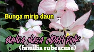 Bunga nusa indah pink familia rubeaceae [upl. by Sunny]