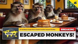 Escaped Monkeys are News AF  November 12 2024 [upl. by Nnayelhsa]