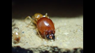 Higher Termite Macrotermes gilvus the worker minor and major soldier caste [upl. by Lisandra2]