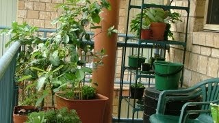 Apartment Food Container Gardening Getting Started [upl. by Ydieh]