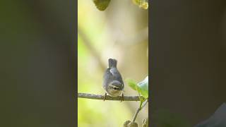 Dusky warbler Phylloscopus fuscatus is a leaf warbler which…birdphotography indianbirds [upl. by Chicoine772]